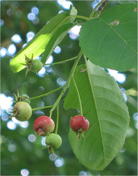 File:Amerikaans krentenboompje vruchten (Amelanchier lamarckii).jpg