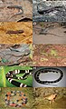 Amphibians and reptiles (10.3897-zookeys.643.8215) Figure 4.jpg