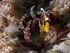 A. percula, justo encima de la boca de Heteractis aurora, con sus distintivos anillos en los tentáculos