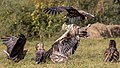 An adult and a juvenile white-tailed eagle (Haliaeetus albicilla) fighting.jpg