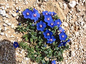 Anagallis monelli - Portugal.JPG