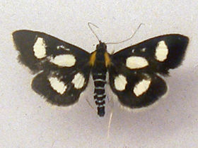 Anania funebris