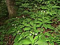 Abukuma Mountains, Fukushima pref., Japan