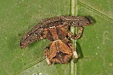 Angaeus sp., Karnataka, India Angaeus sp.jpg