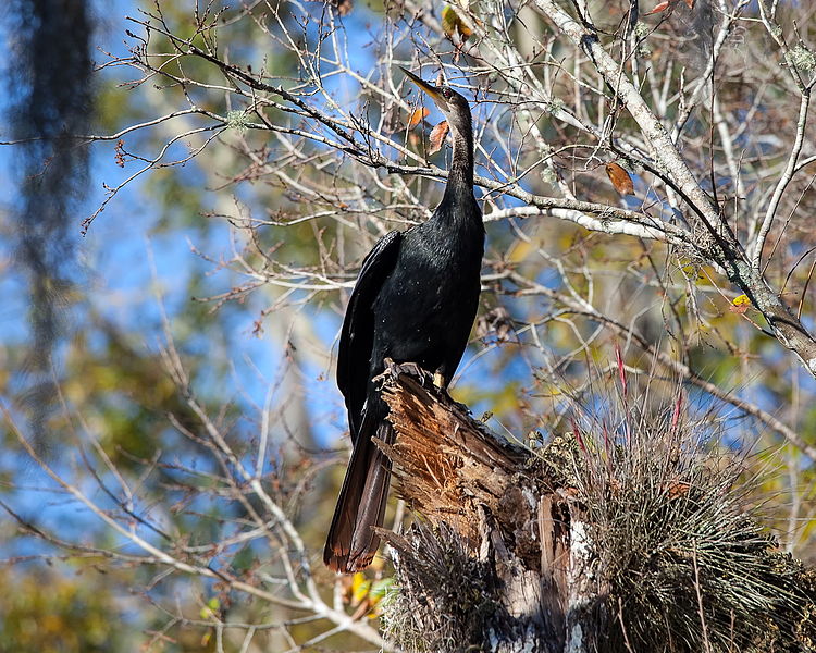 File:Anhinga on the St. Johns River.jpg