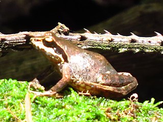 <span class="mw-page-title-main">Hewitt's moss frog</span> Species of amphibian