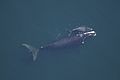 A right whale swimming with her calf (from Baleen whale)