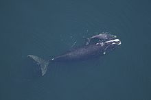A right whale swimming with her calf