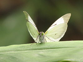 Leptophobia aripa