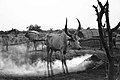 Ankole-watusi Cattle.jpg