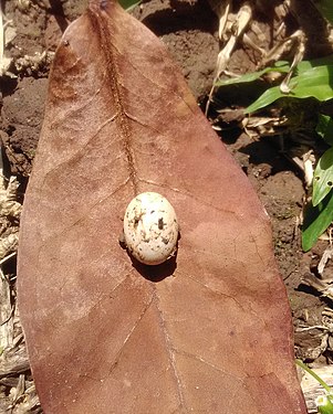 Egg coming out of the ground