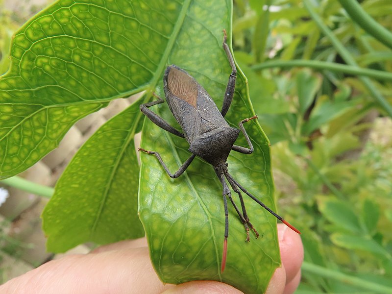 File:Anoplocnemis species Coreidae adult female IMG 5365.jpg