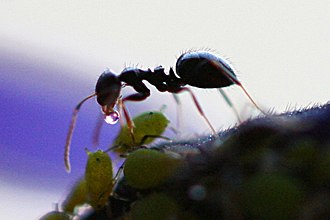 An aphid produces honeydew for an ant in an example of mutualistic symbiosis. Ant Receives Honeydew from Aphid.jpg