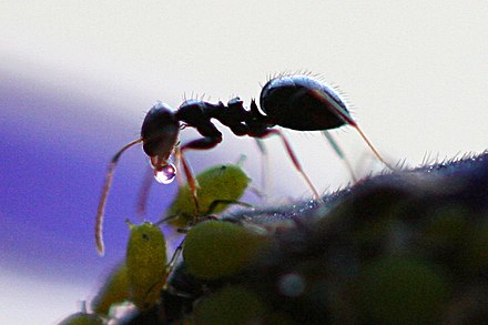 An aphid produces honeydew for an ant in an example of mutualistic symbiosis.