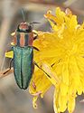 Anthaxia sponsa female natur2.jpg