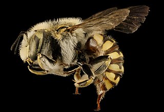 <i>Anthidium porterae</i> Species of bee
