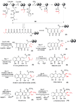 Vignette pour Polycétide synthase