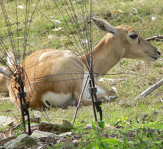 File:Antilope cervicapra2.jpg