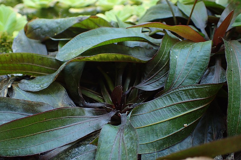 File:Anubias barteri 'Coffeefolia' kz01.jpg