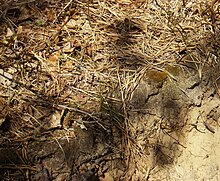 The soil at the Albany Pine Bush exhibiting a thick O horizon above sandy topsoils Apb thick o horizon.jpg