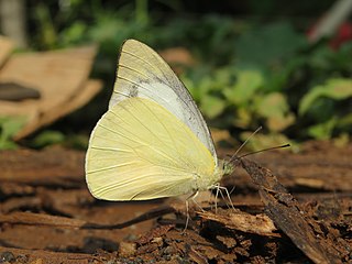 <i>Appias albina</i> Species of butterfly