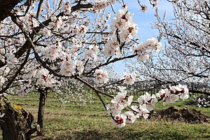 Aprikosenblüten bzw. Marillenblüten (Oberloiben).JPG