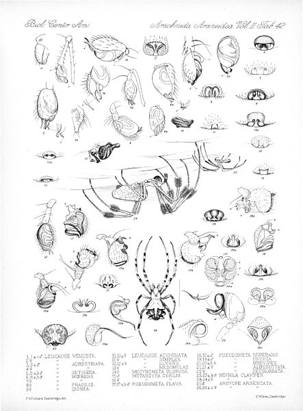 File:Arachnida Araneidea Vol 2 Table 42.jpg