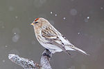 Thumbnail for Arctic redpoll