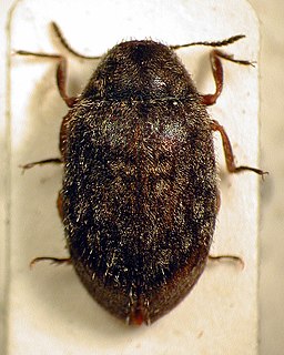 <i>Arctobyrrhus</i> Genus of beetles