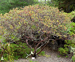 Description de l'image Arctostaphylos morroensis 1.jpg.