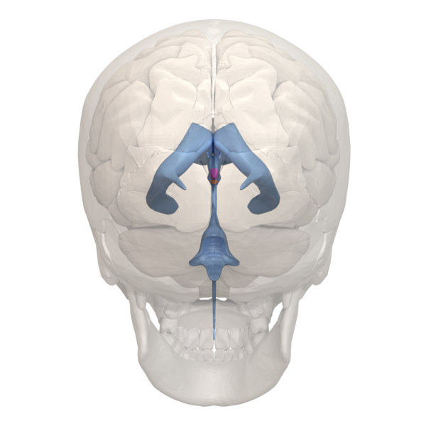 File:Areas of 3rd ventricle - 03.png