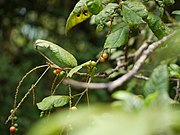 止宮樹果（英语：Allophylus cobbe） Titberry