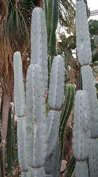 <i>Armatocereus laetus</i> Species of plant