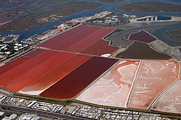 San Francisco Bay Salt Ponds Artemia breeding ponds.jpg