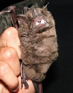 Fringed fruit-eating bat