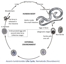 Life cycle inside and outside of the human body of one fairly well described helminth: Ascaris lumbricoides
