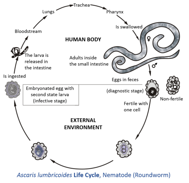 File:Ascaris lumbricoides life cycle.tif