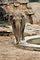 Asian Elephant Prague Zoo.jpg