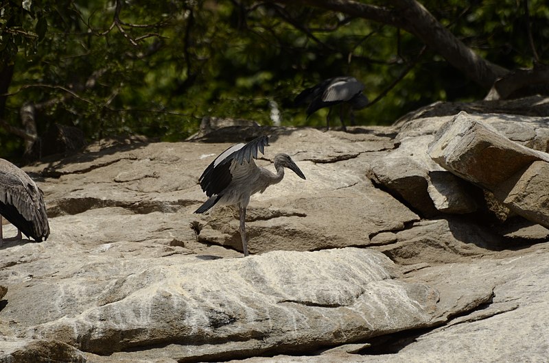 File:Asian openbill stork (Anastomus oscitans) from Ranganathittu Bird Sanctuary JEG4033.JPG