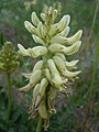 Astragalus canadensis — Matt Lavin 003.jpg