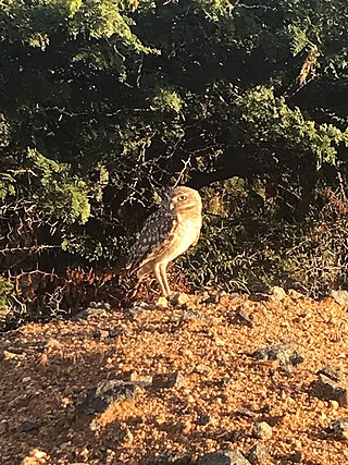 <i>Athene cunicularia arubensis</i> Subspecies of birds