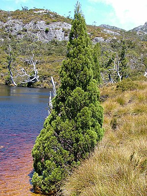 Sypressiä muistuttava hilseilevä kuusi (Athrotaxis cupressoides) Tasmaniassa