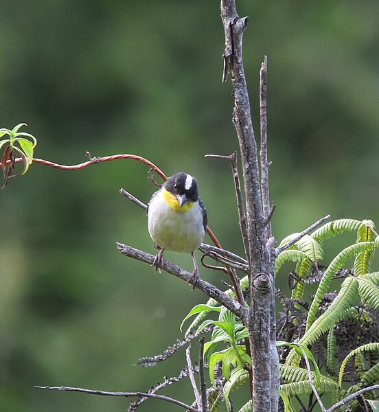 File:Atlapetes albinucha Gorrión montés gorgiamarillo White-naped Brush-Finch (8145462123).jpg