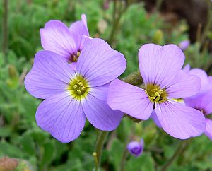 Aubrieta deltoidea 4.jpg