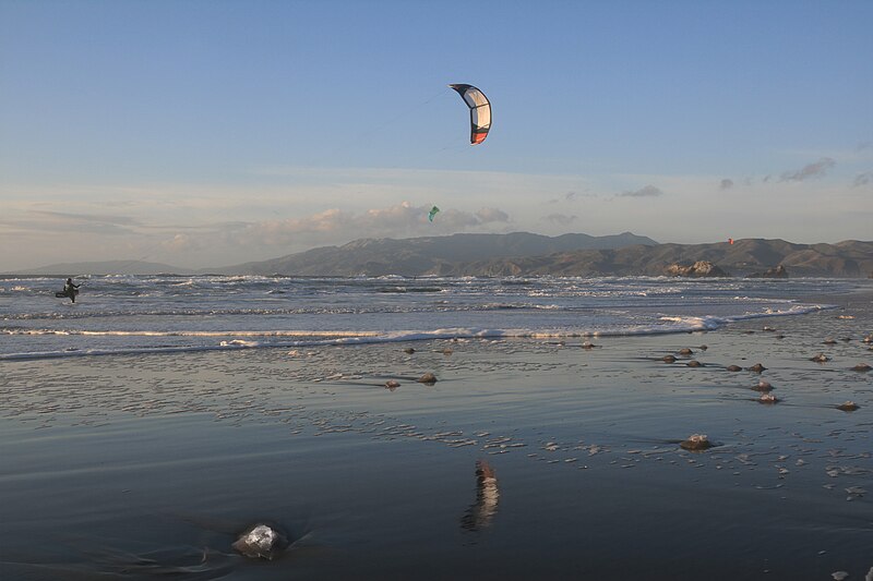 File:Aurelia labiata at Ocean Beach in San Francisco.jpg