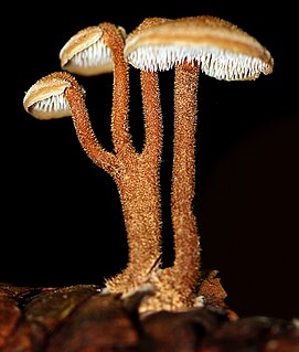 <i>Auriscalpium vulgare</i> Species of fungus in the family Auriscalpiaceae from Europe, Central America, North America, and temperate Asia