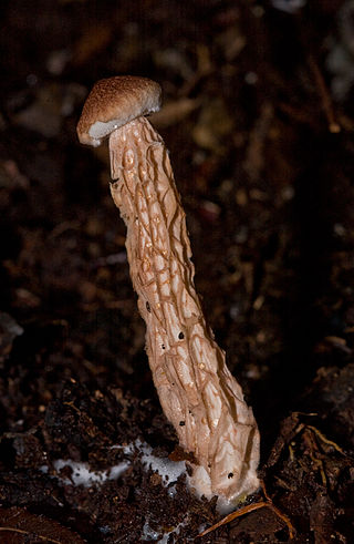 <i>Austroboletus lacunosus</i> Species of fungus