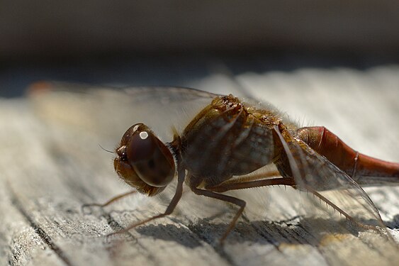 Meadowhawk (Sympetrum sp.)