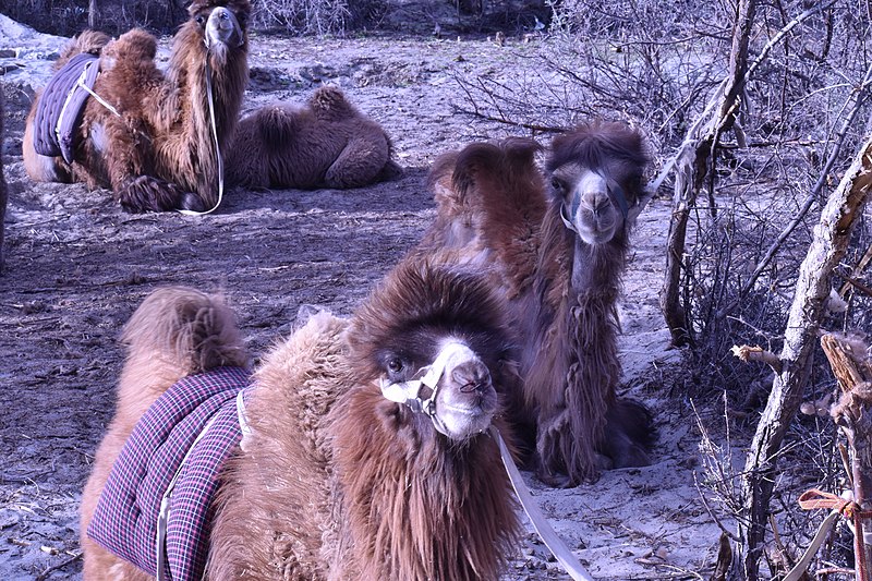 File:Bactrian Camels resting.jpg