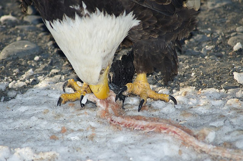 File:Bald Eagle Alaska (19).jpg